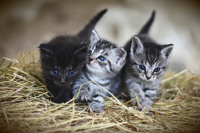 Éduquer un chaton