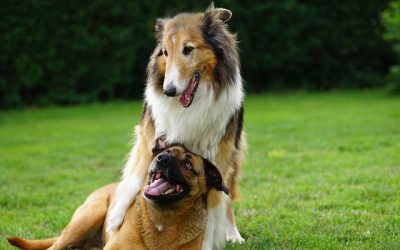 Chiens passionnés de sport