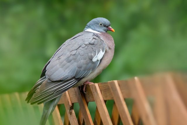 Adopter un oiseau