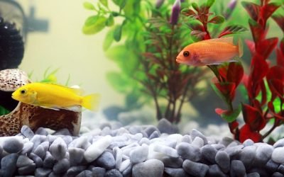 Un entretien de l'aquarium