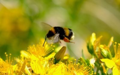 L'allergie au pollen